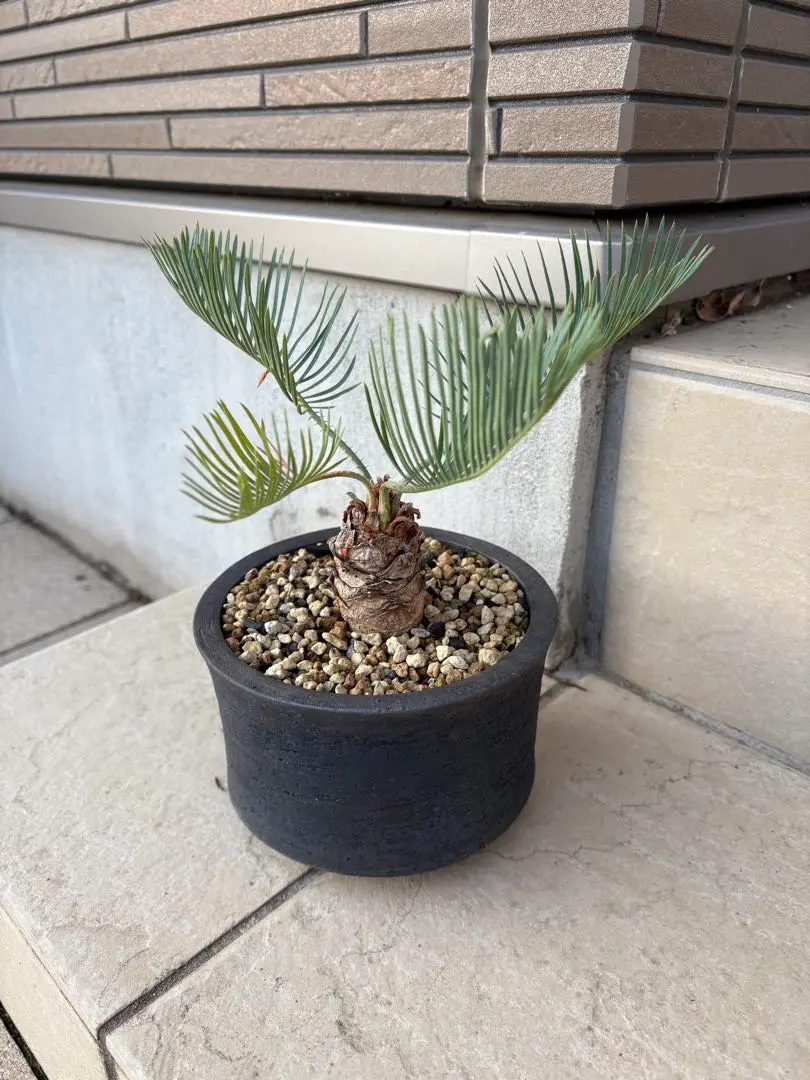 2026年最新】サイカスカイルンシアナの人気アイテム - メルカリ