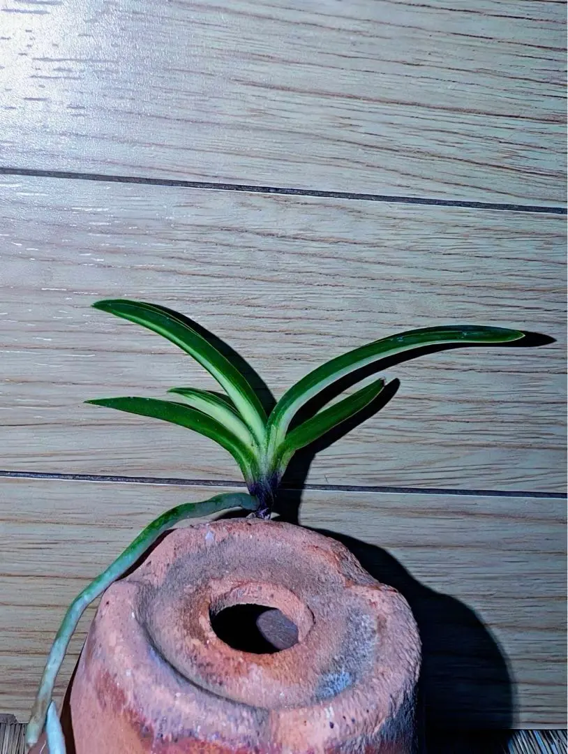 2026年最新】羆 富貴蘭の人気アイテム - メルカリ