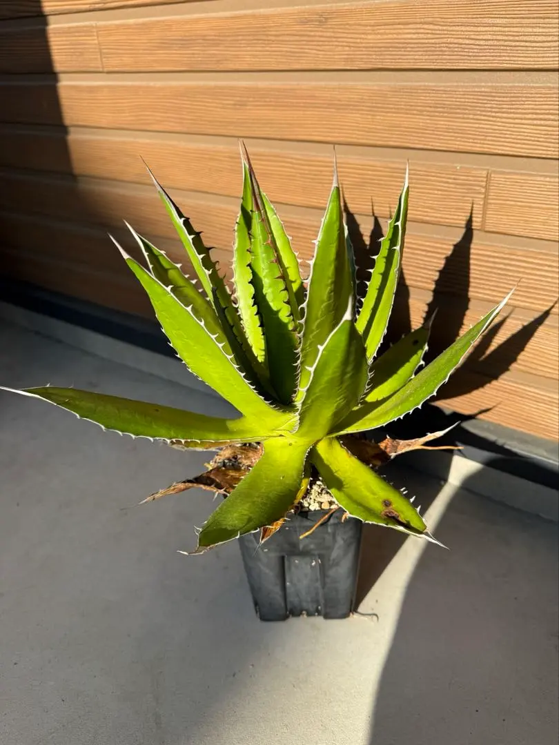 2026年最新】アガベ ホリダ 錦の人気アイテム - メルカリ