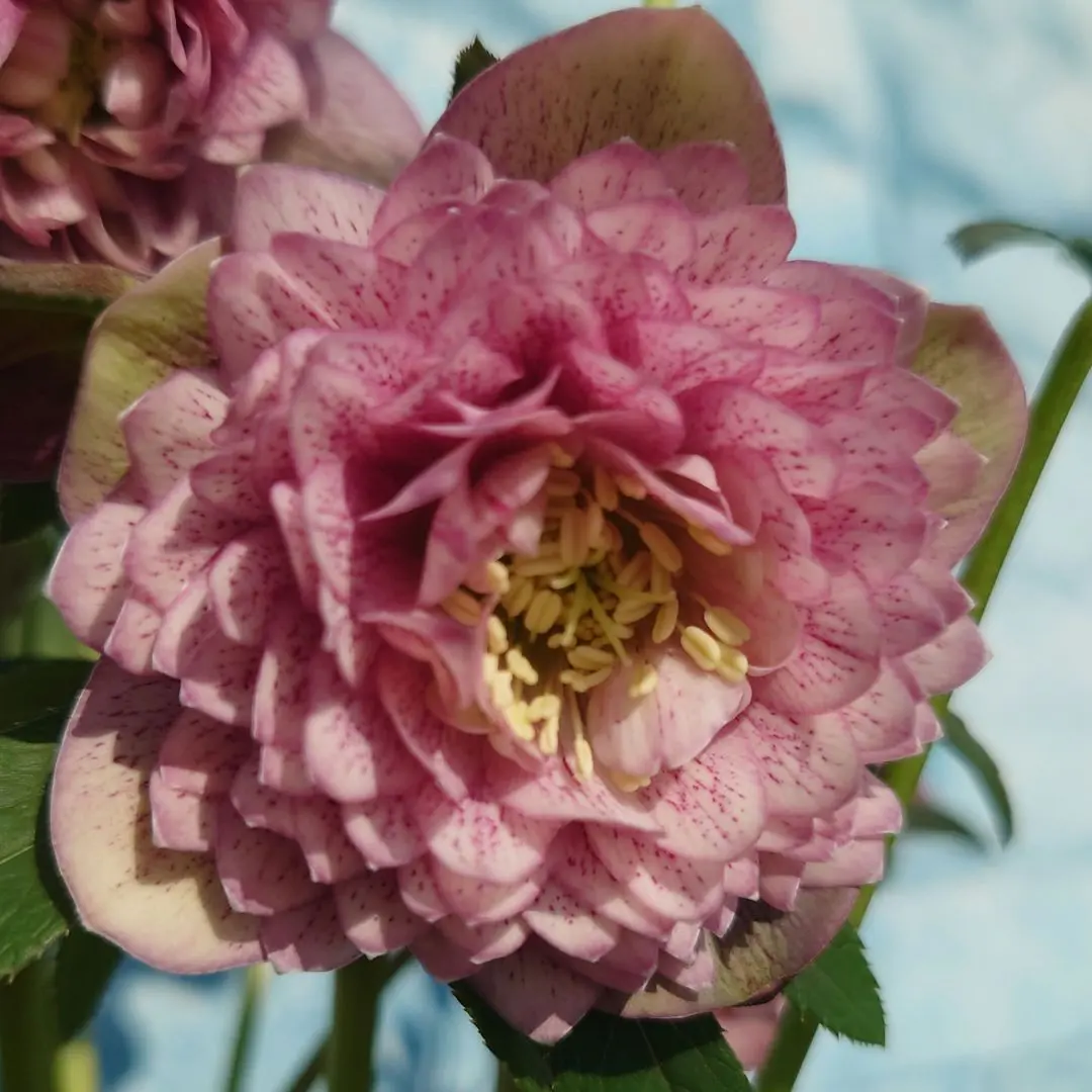 2026年最新】広瀬園芸のクレオパトラの人気アイテム - メルカリ