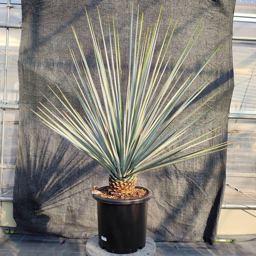 ユッカ リギダ Hybridの通販はau PAY マーケット - 輸入雑貨のネット