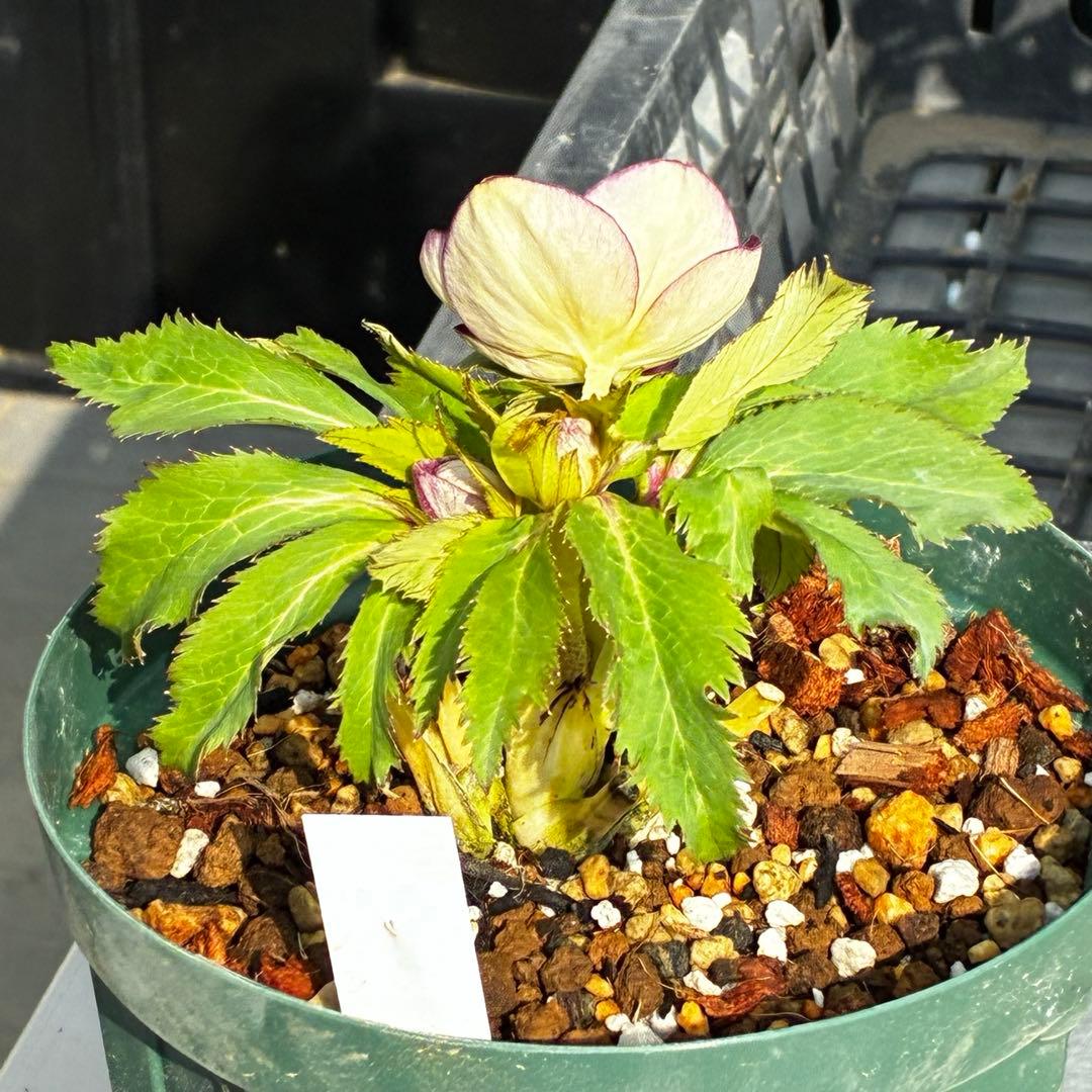 u*0様 541☘️蕾花タグ付☘️極上⭐️SD⭐️蜃気楼交配⭐️小輪⭐️紅赤/ゴ