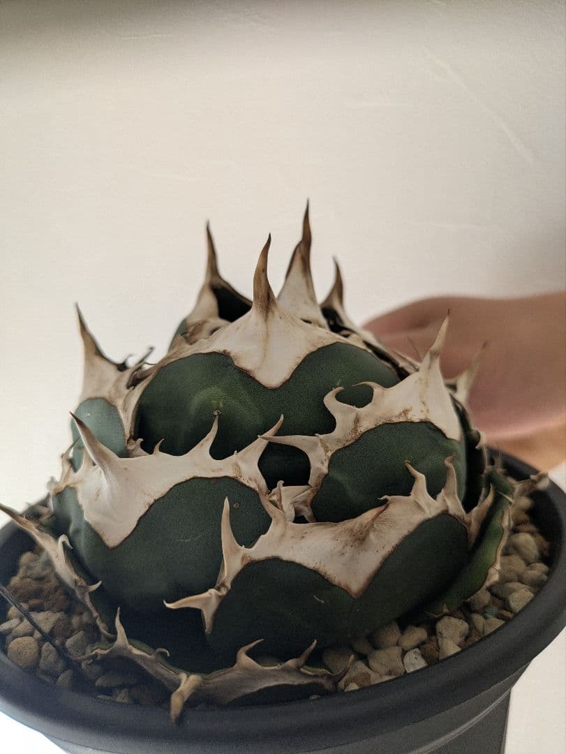 元*様 アガベ オアハカ現地球 子株 コヨーテ産