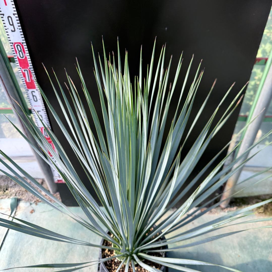 AL971】ユッカ ロストラータ 超希少ランチョブルー（品種名） - メルカリ