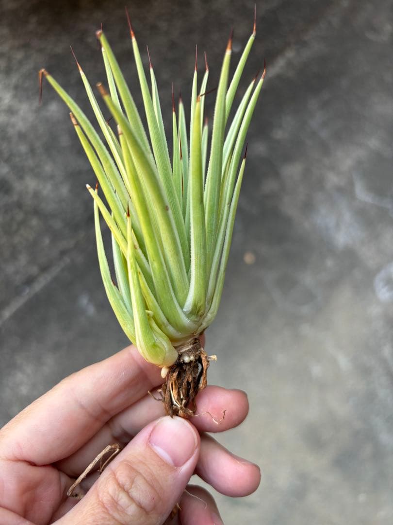 アガベ 姫吹上錦 白覆輪 ナナ レア株 - メルカリ