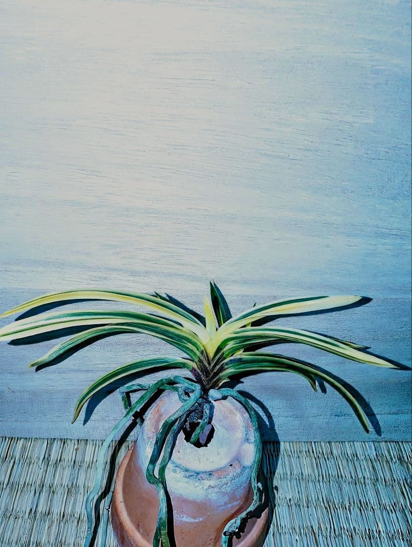 富貴蘭　必見！！至楽宝（至楽覆輪） 富貴蘭 必見！！至楽宝（至楽覆輪） 富貴蘭 必見！！至楽宝（至楽覆輪