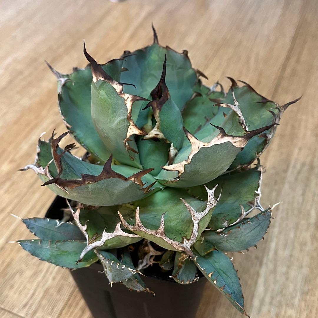 アガベ オテロイ 白鯨 プレステラ120深 アガベ チタノタ 黒鯨