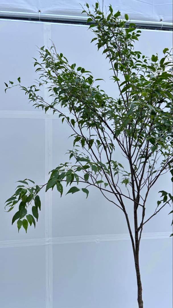 美しい樹形が魅力的 山採り ハイノキ 株立 735 樹高2.1m位 高級樹