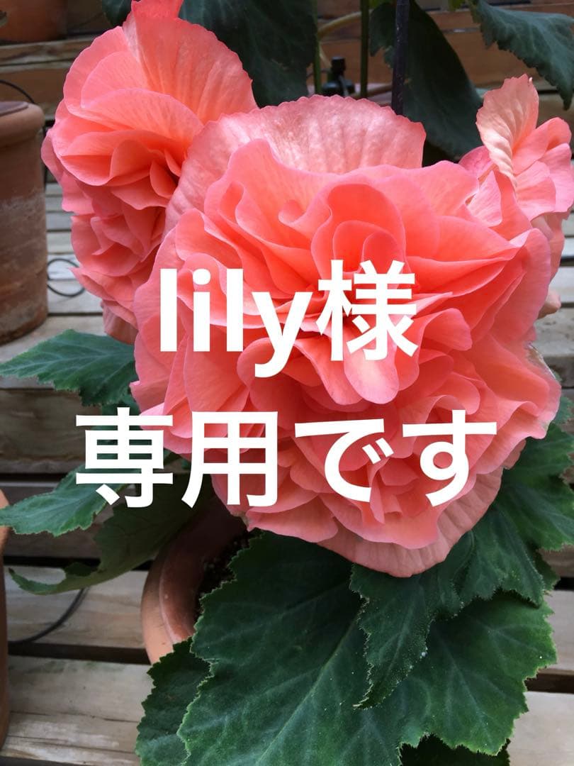 lilyです s-l1200.jpg