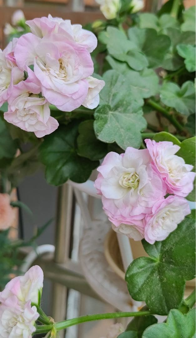 超新品アイビーゼラニウム苗 - 花ブランド 品 通販