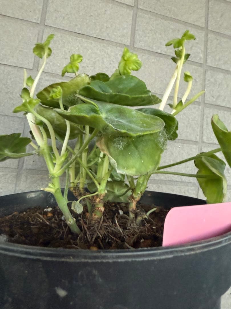 超新品アイビーゼラニウム苗 - 花ブランド 品 通販