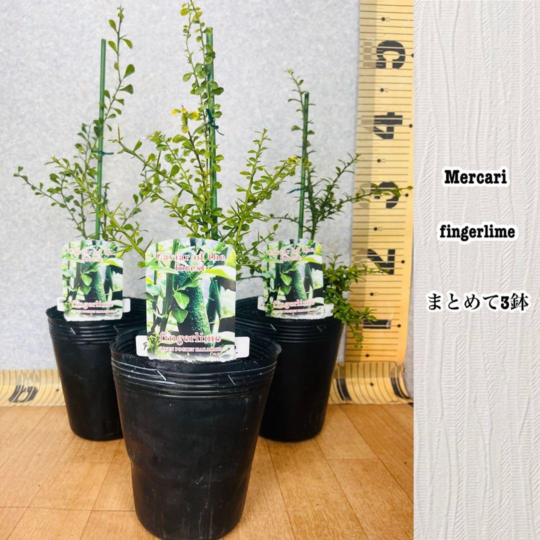 柑橘2年生 フィンガーライム接木苗／苗 まとめて3鉢 撮影品発送 - メルカリ