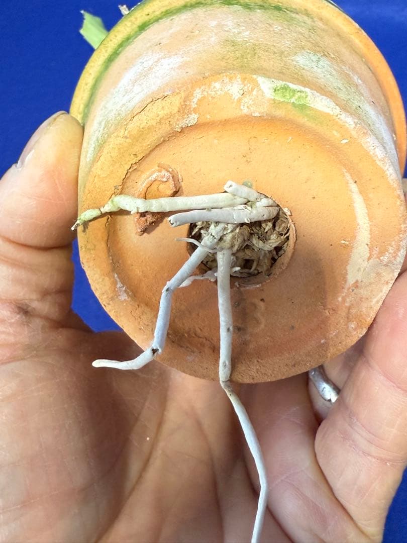 105 タケノコラン Clowesia 'Queen knight'(OG) - メルカリ