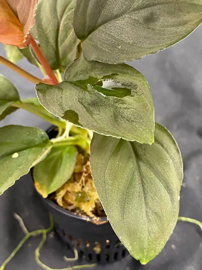 ホマロメナ レッドリーフHomalomena Red leaf AZ0823-2 - メルカリ