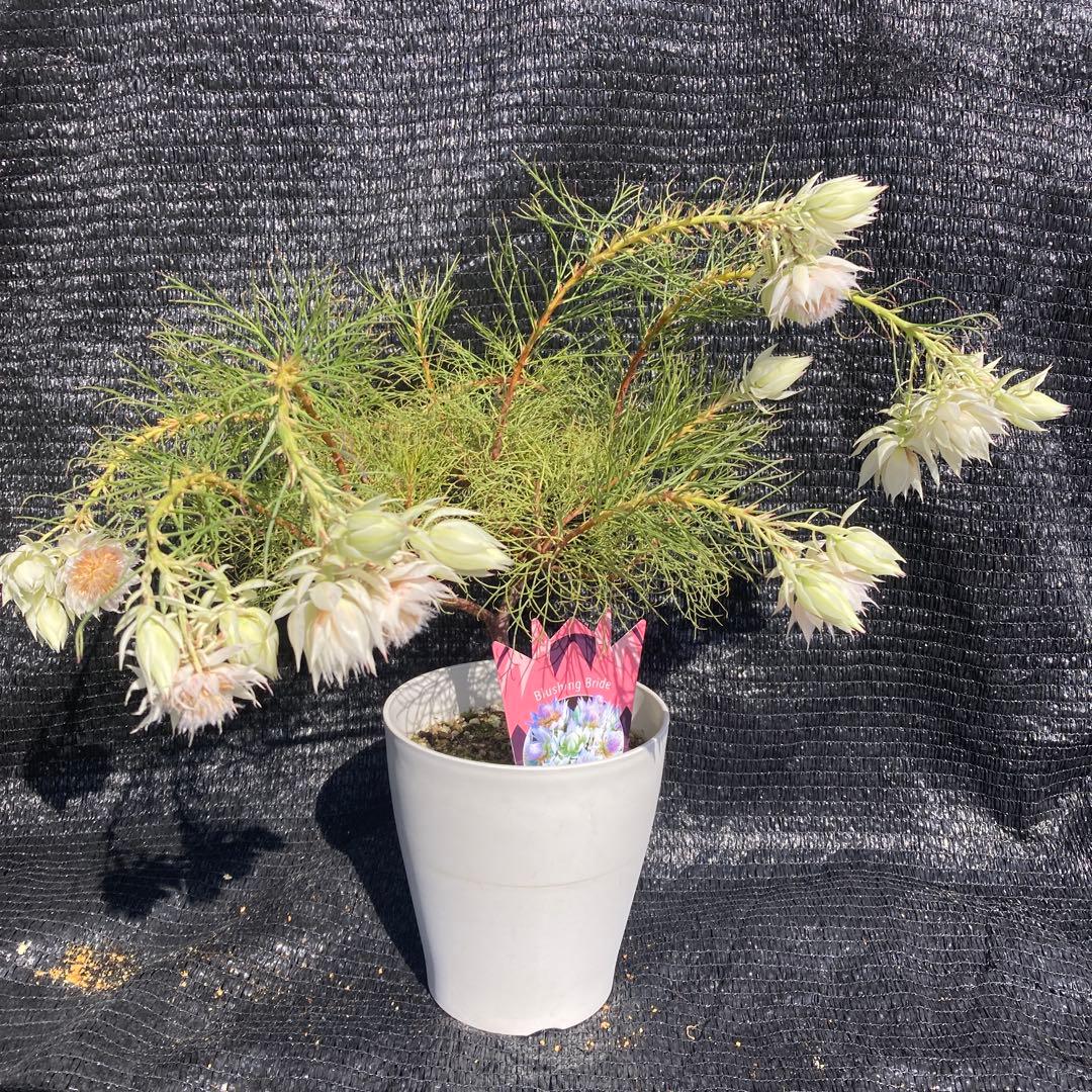 ②*:ஐ白花*:ஐジョーイセルリア・苗木【ブラッシングブライド