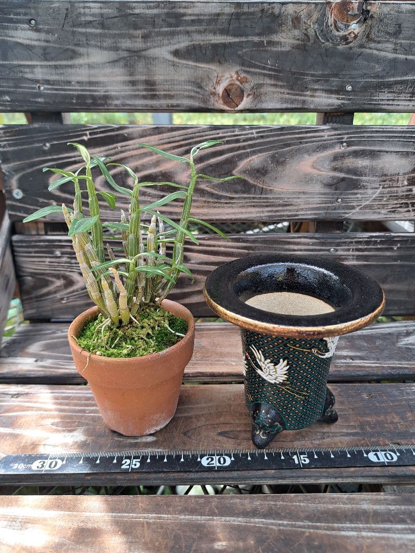 錦鉢 万年青鉢 オモト 風蘭 富貴蘭 長生蘭 伝統園芸 飾り鉢 - メルカリ