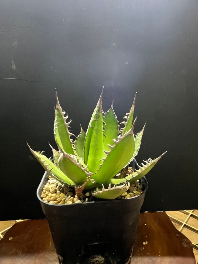 アガベ ホリダ - メルカリ