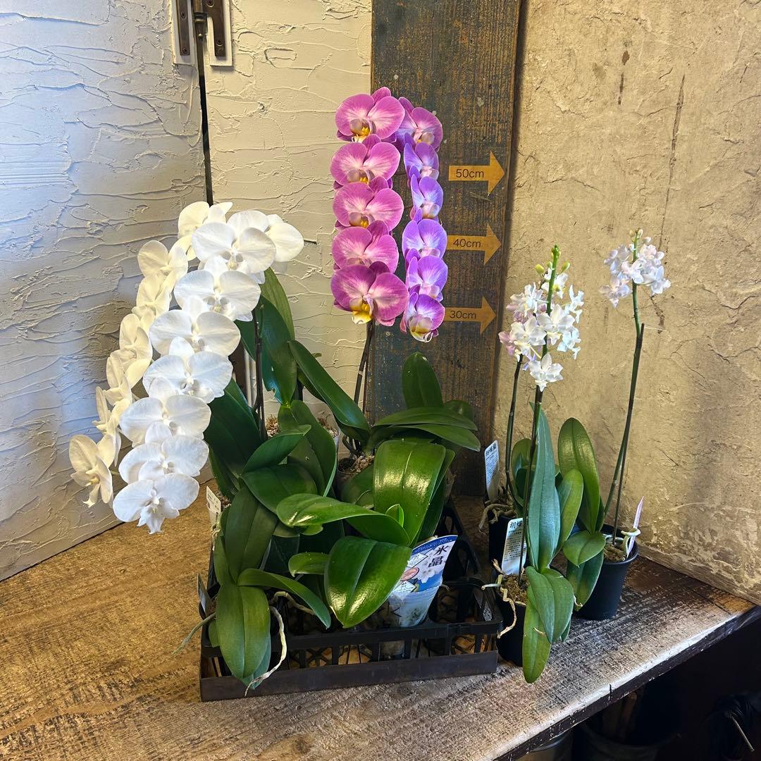 胡蝶蘭 色々アソート 育成用株込み ファレノプシス - メルカリ