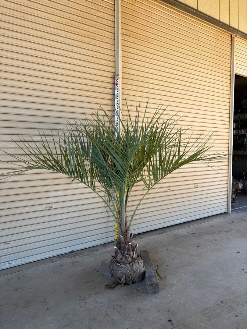 ココスヤシ 根鉢上から130センチ