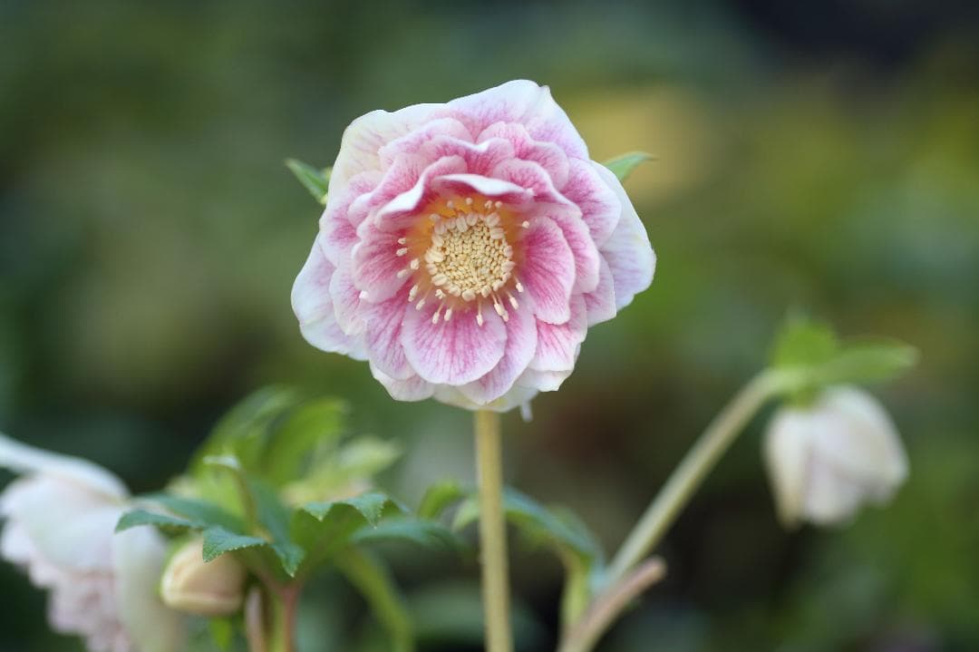 たんたんBwg026 クリスマスローズ 小苗 セット たんたんBwg026 クリスマスローズ 小苗 セット クリスマスローズ 開花