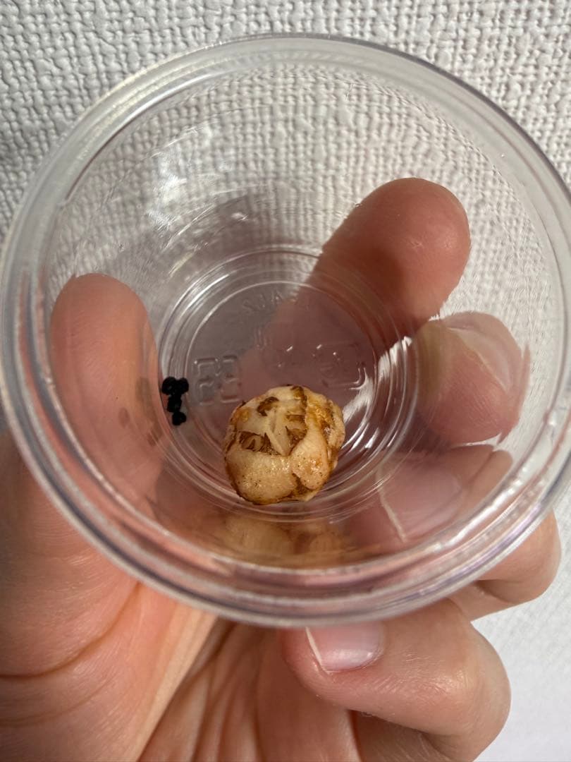 アロカシア斑入り小芋5種 斑入り クワズイモ アロカシア オドラ | GREEN LUCK