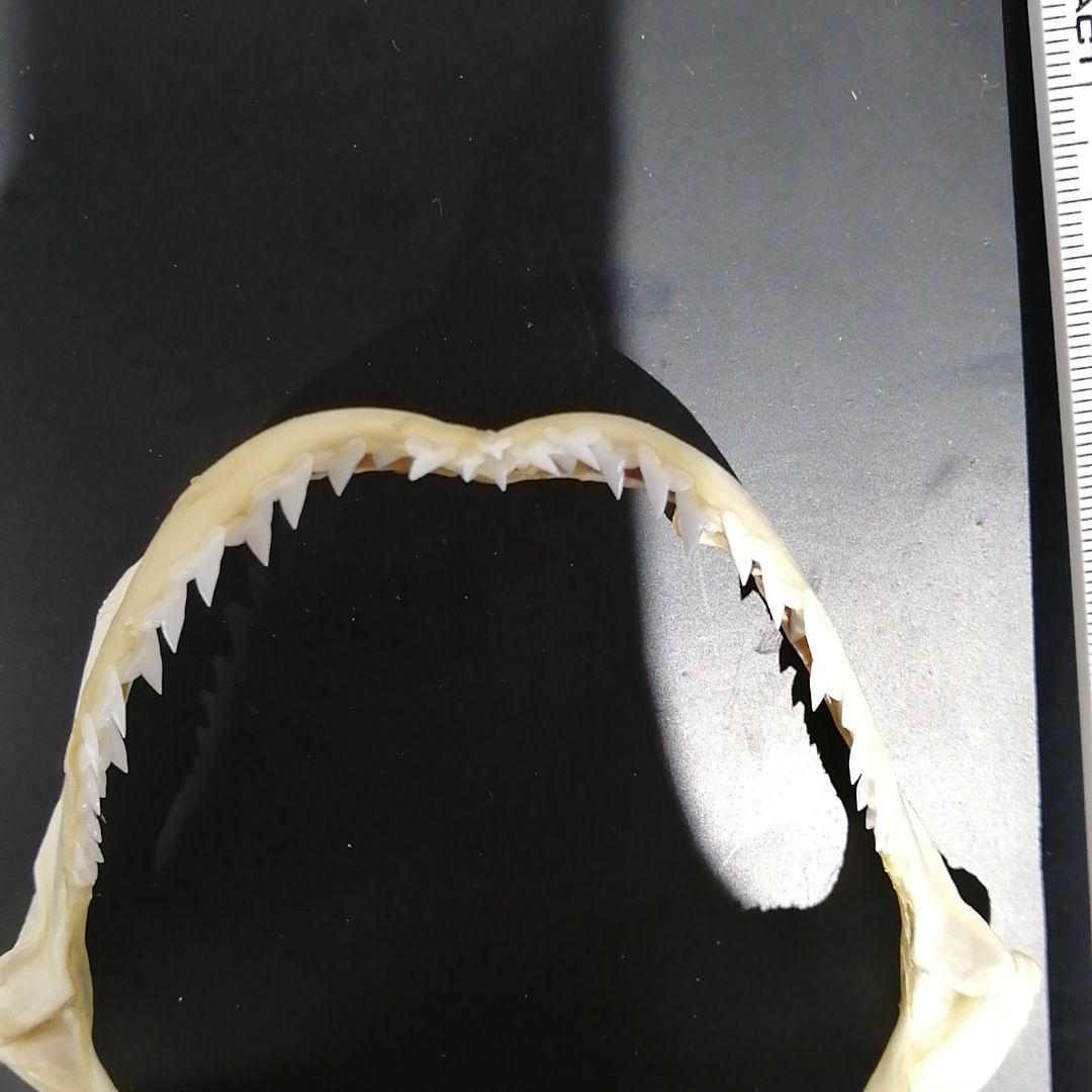 シロシュモクザメ あご 歯 標本 No.a0 - メルカリ