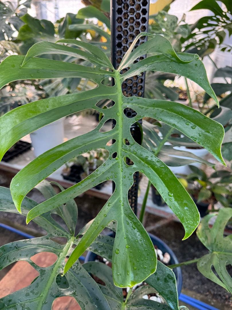 1 モンステラ・デリシオーサ・アラブフォーム \"エロンガータエ\" 日本初出品