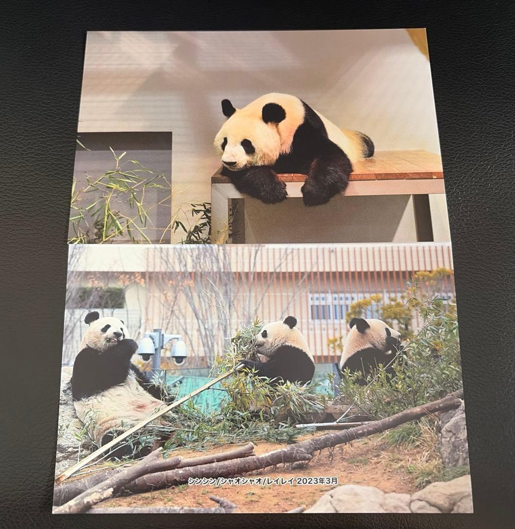 パンダ ポストカード 上野動物園 公式 受注販売 シャオシャオレイレイ