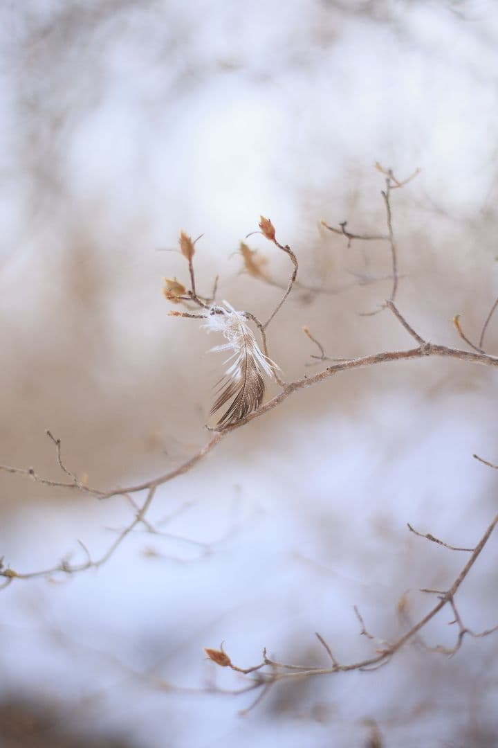 《希少》EBC FUJINON 50mm F1.4 前期型 光学美品【黄変除去】