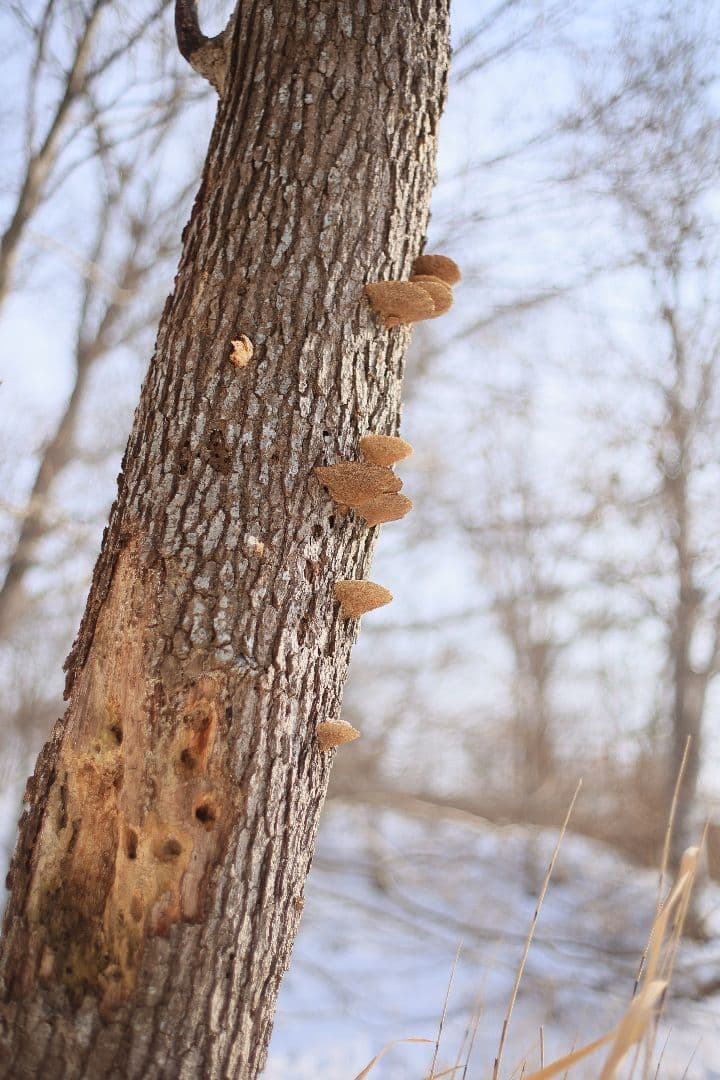 《希少》EBC FUJINON 50mm F1.4 前期型 光学美品【黄変除去】