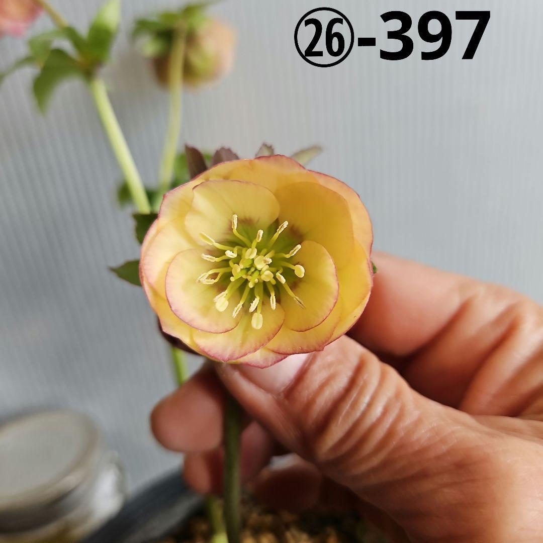 ★Orange様ご購入苗クリスマスローズ6点 アシュードララオレンジ 一重咲きクリスマスローズ 3号ポット 苗