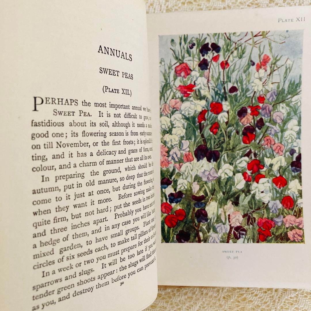 洋書 古書 希少 イギリスのアンティーク植物図鑑 色鮮やかで美しい