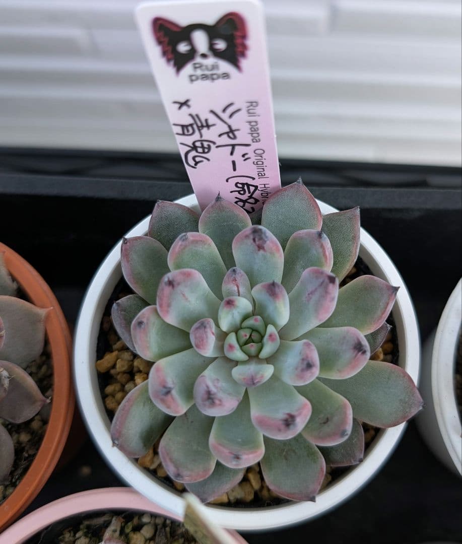 k*t様 Rui papaさん苗　 シャドー（命名株）×青鬼 　札付き、鉢付き k*t様 Rui papaさん苗 シャドー（命名株）×青鬼 札付き、