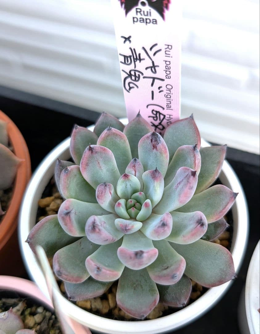 k*t様 Rui papaさん苗 シャドー（命名株）×青鬼 札付き、