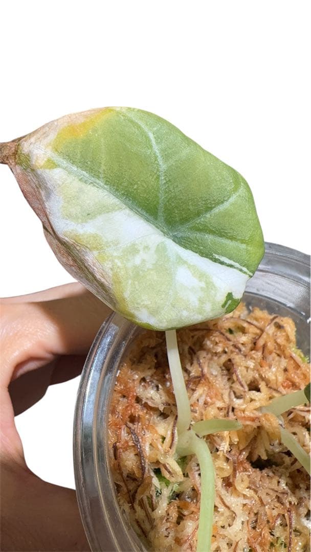 更新 アロカシア マハラニアルボ 2株入り 親株写真あり