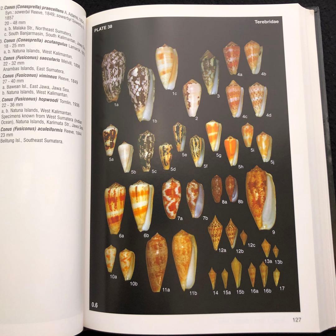 インドネシアの貝類と化石 図鑑「Indonesian Shells」 - メルカリ
