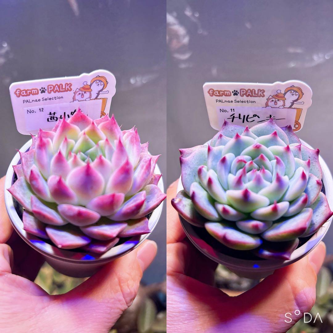 チリピンキー　茜小鶴　ファームパルク苗　札付きポットごと ファームパルク苗 チリピンキー 茜小鶴 札付きポットごと メルカリ便