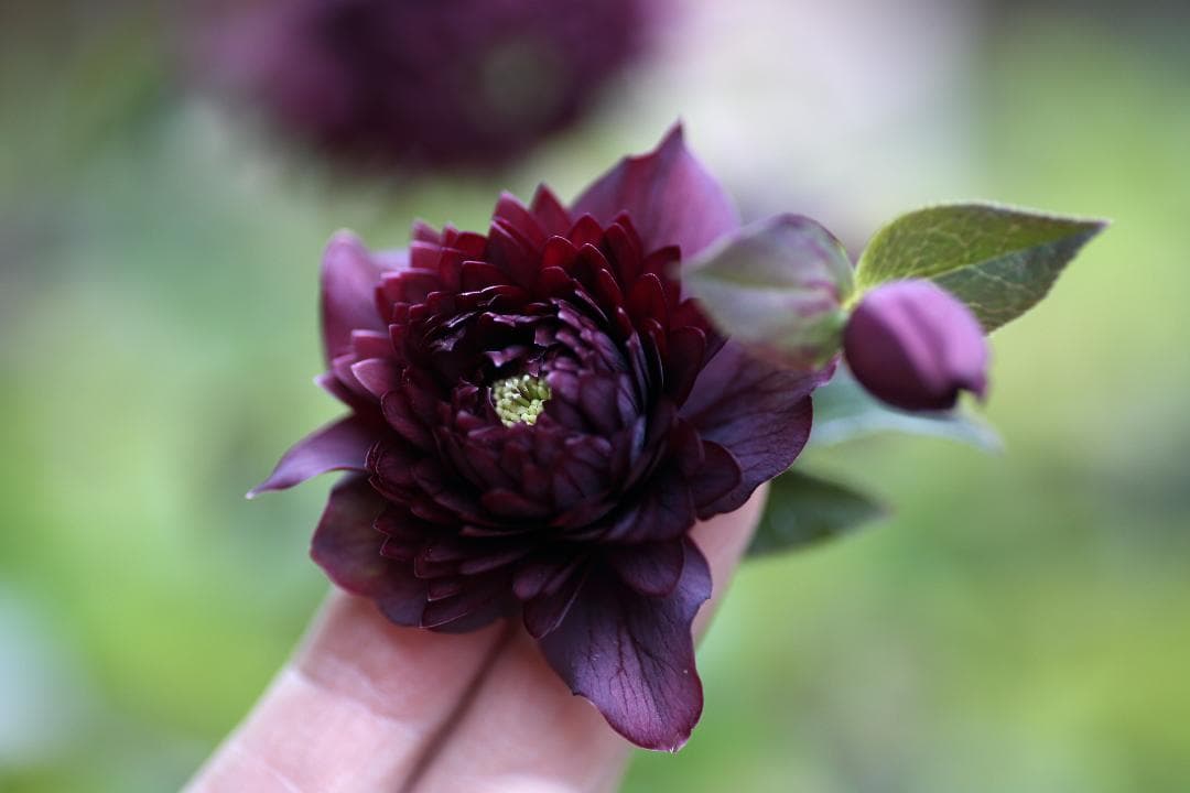 もり子様専用「歳末セール」クリスマスローズ 苗 セット