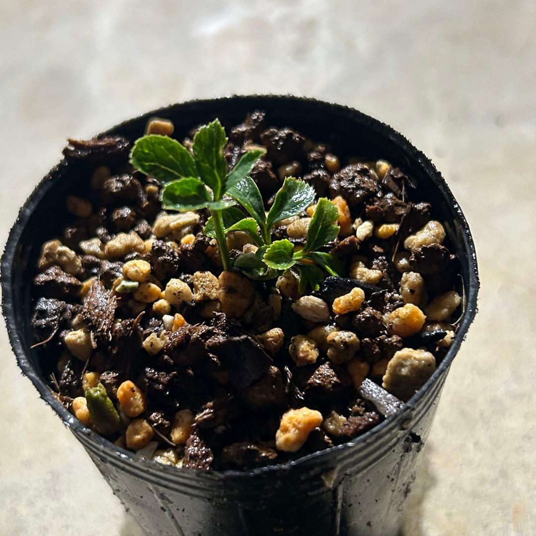 もり子様専用「歳末セール」クリスマスローズ 苗 セット