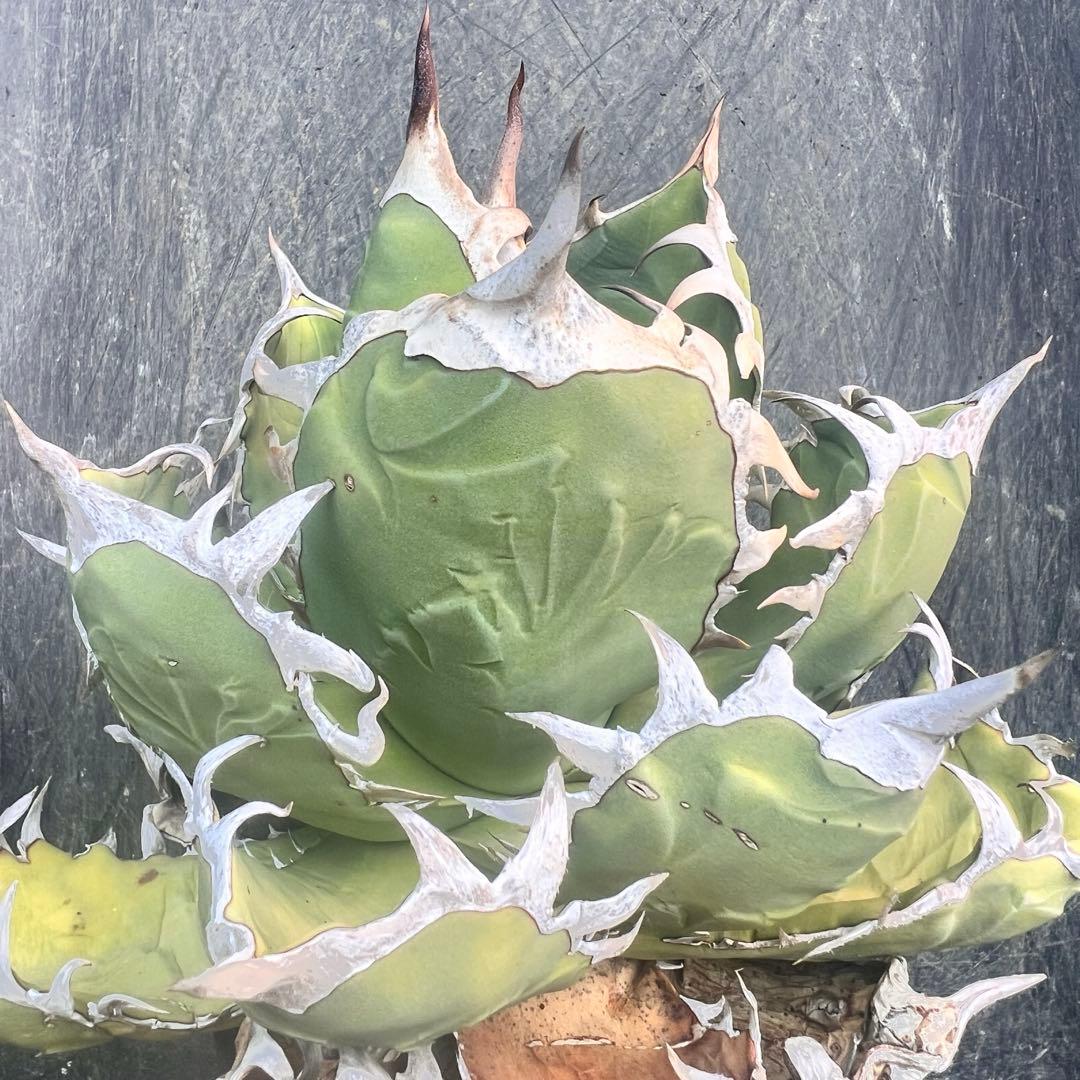 m*o様 アガベ　オアハカ現地株　特大株 2026年最新】アガベ オアハカ 現地の人気アイテム - メルカリ