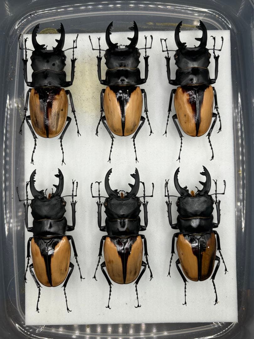 ブルマイスターツヤクワガタ 標本 飼育品 6頭セット - メルカリ
