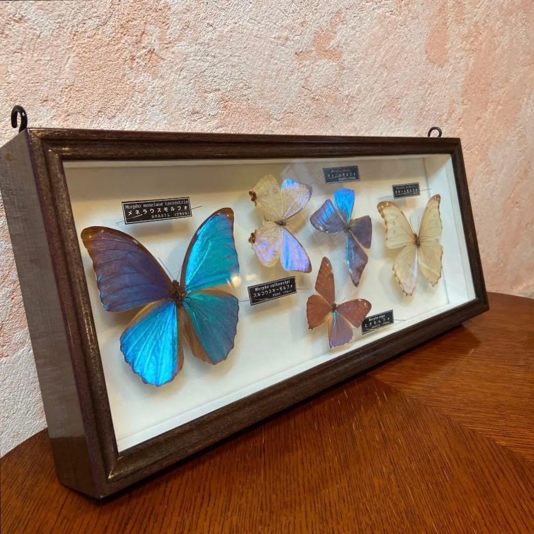 名和昆虫博物館 蝶の標本5種類 名和昆虫博物館 蝶の標本5種類