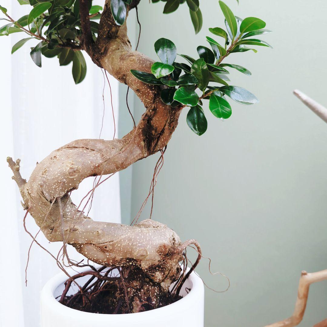 曲がりガジュマル (現品) 根上がり 曲線 空間浄化インテリアグリーン