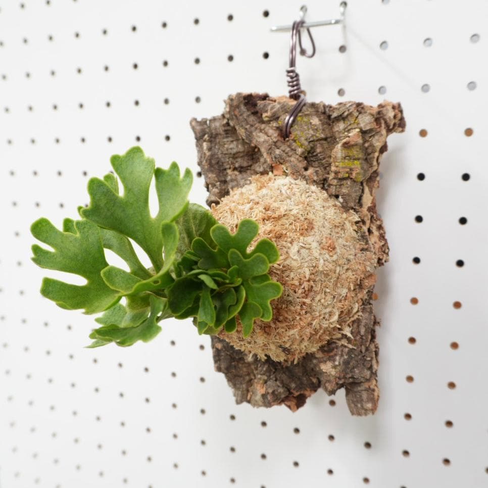 ビカクシダ リドレイ ドワーフ シルバー 小株 R-8 - メルカリ