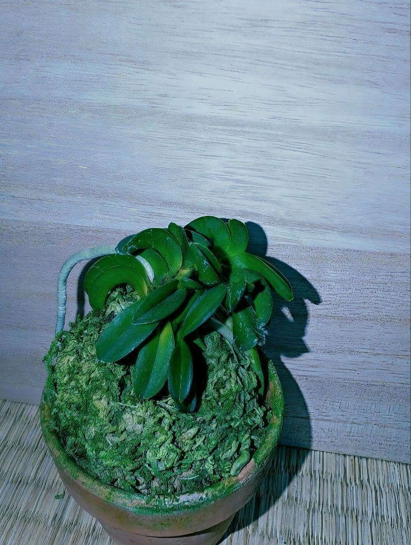 [年末大感謝祭東京土産編激安!!]富貴蘭　波平青海