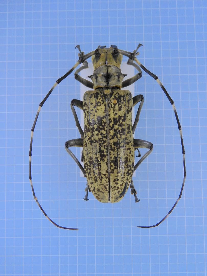 タイ産　大型フトカミキリ　現在入荷皆無　81mm 丸山製作所 水田乗用溝切機 MKF-A435-JK-1 新品 超湿田培土板 かわかく