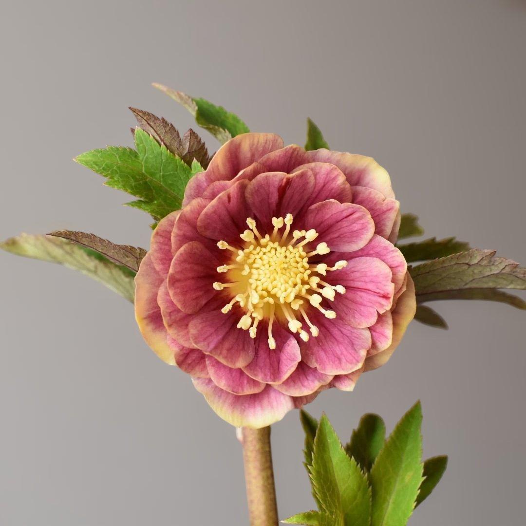 a*り様 広瀬園芸　ソレイユ　クリスマスローズ　　　開花株 クリスマスローズ開花株 広瀬園芸 ピンクソレイユ - メルカリ