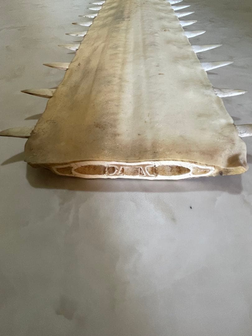 ノコギリエイ　歯　吻