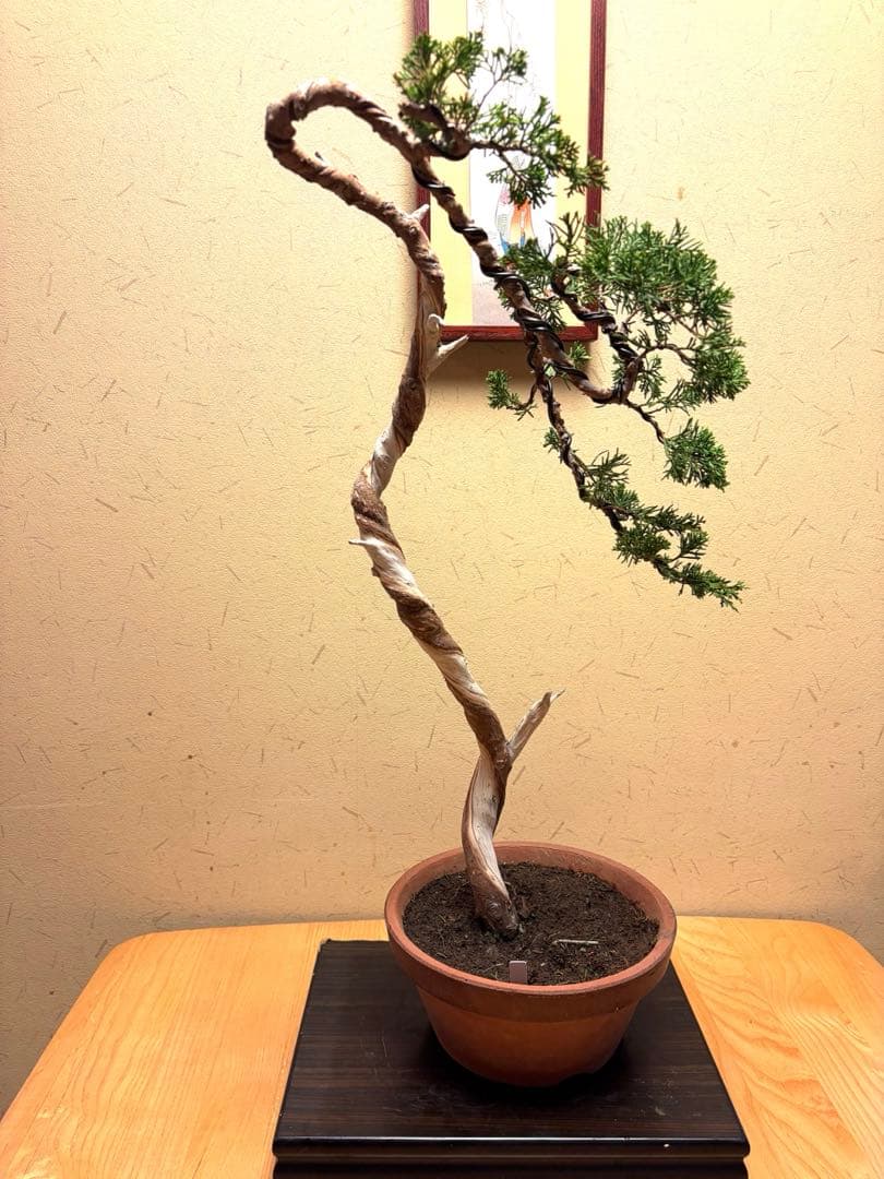 真柏盆栽❗️フォロワー150人記念値下げ❗️しなやかな動き！文人木盆栽！風情 真柏 文人の盆栽を販売｜盆栽妙 – 盆栽妙 本店