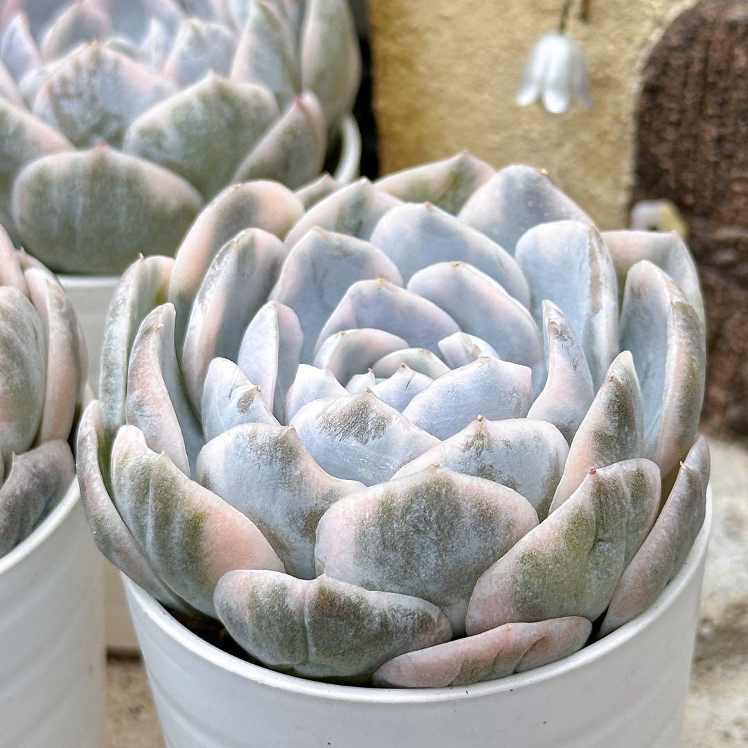 Top【選抜株】多肉植物 23567カーニバル 10個 鉢無し/脱土 Top【選抜株